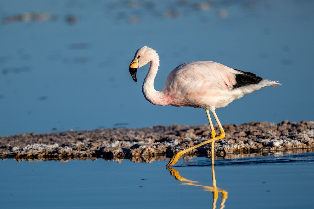 Flamant des Andes - ML640625948