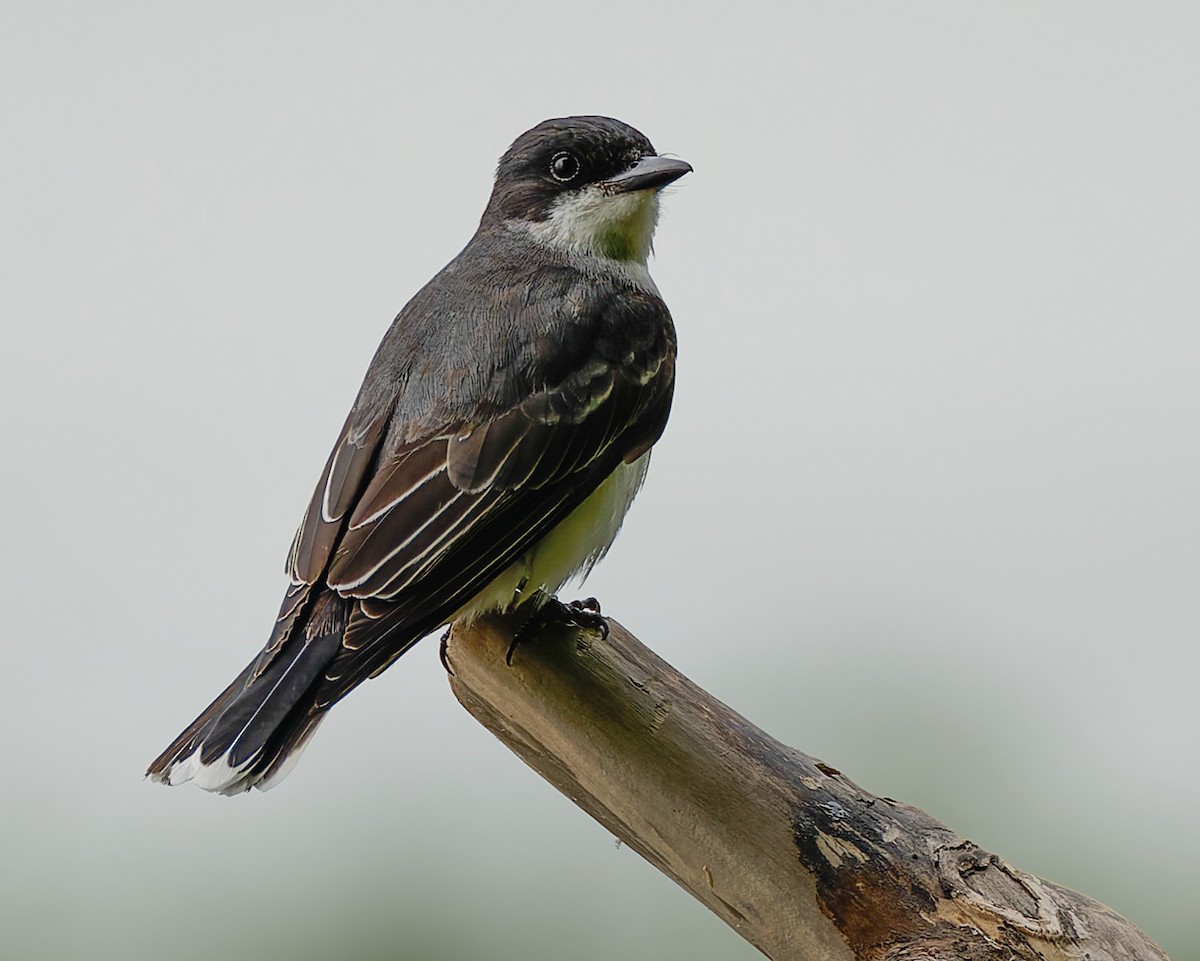 Eastern Kingbird - ML640625949