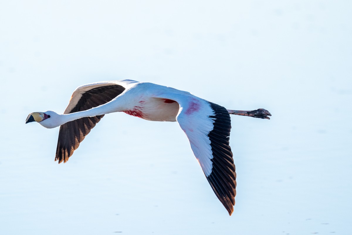 Flamant de James - ML640625951
