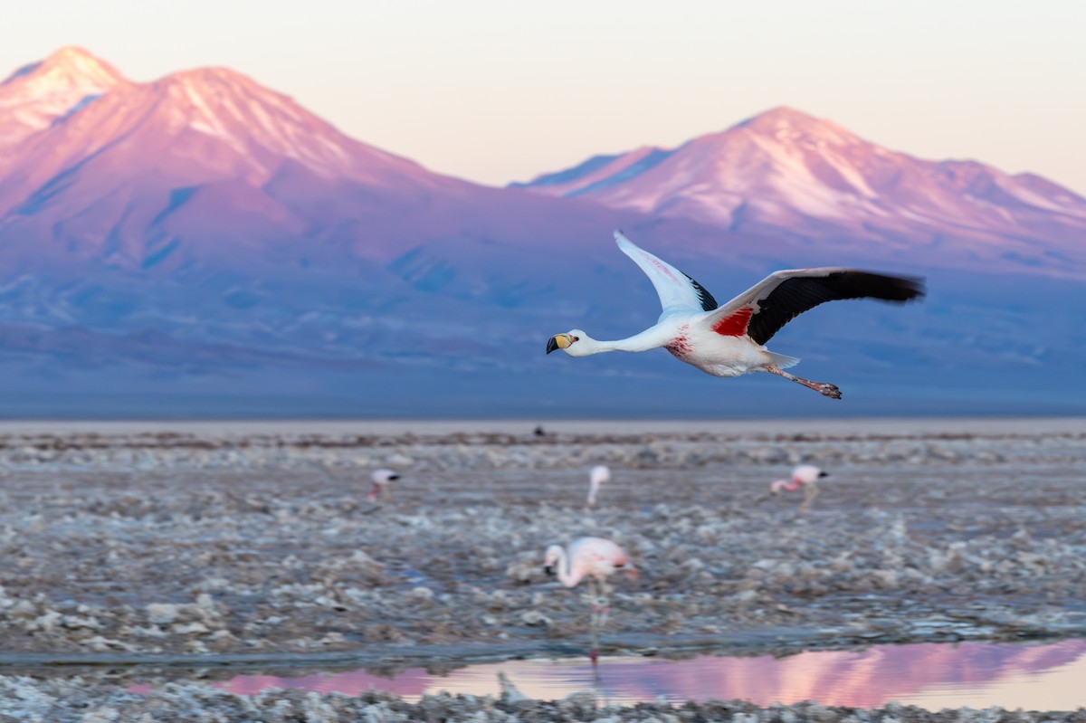 Flamant de James - ML640625952