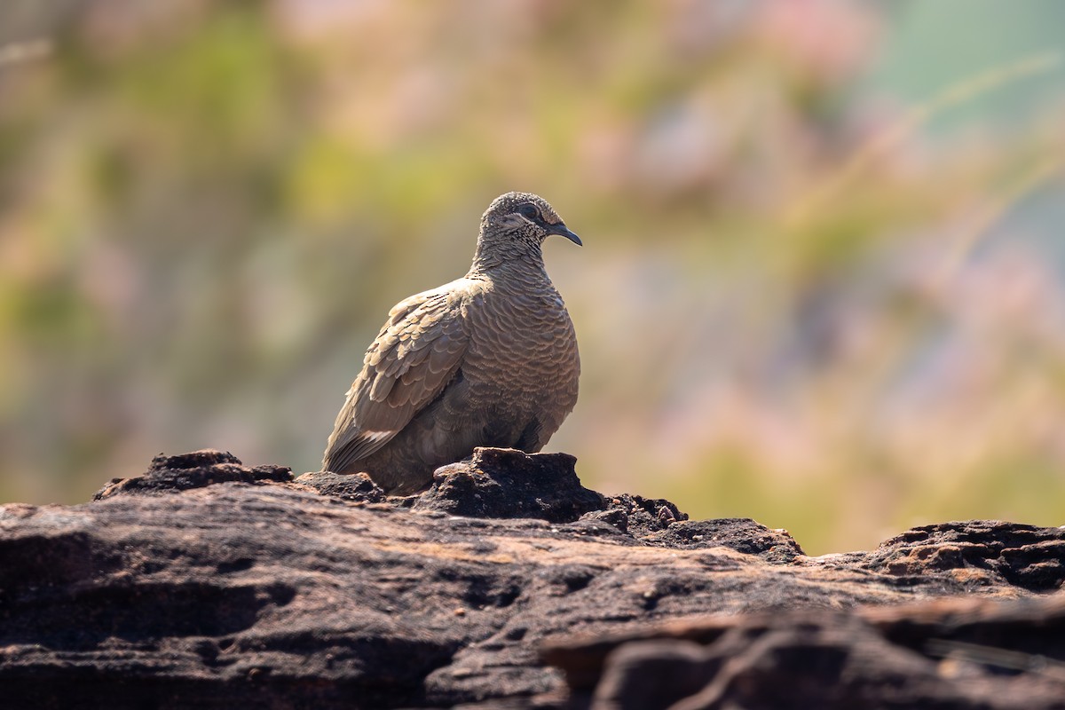 White-quilled Rock-Pigeon - ML640625957