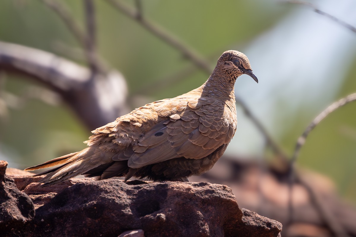 White-quilled Rock-Pigeon - ML640625966
