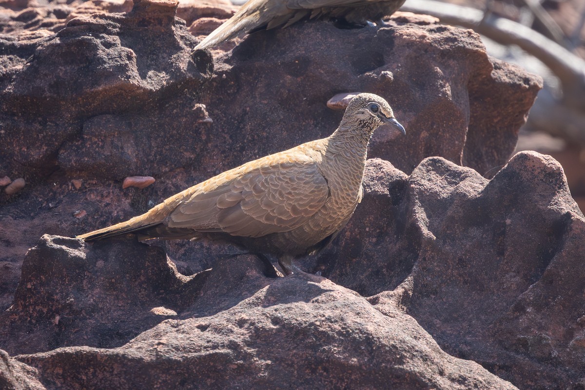 White-quilled Rock-Pigeon - ML640625967