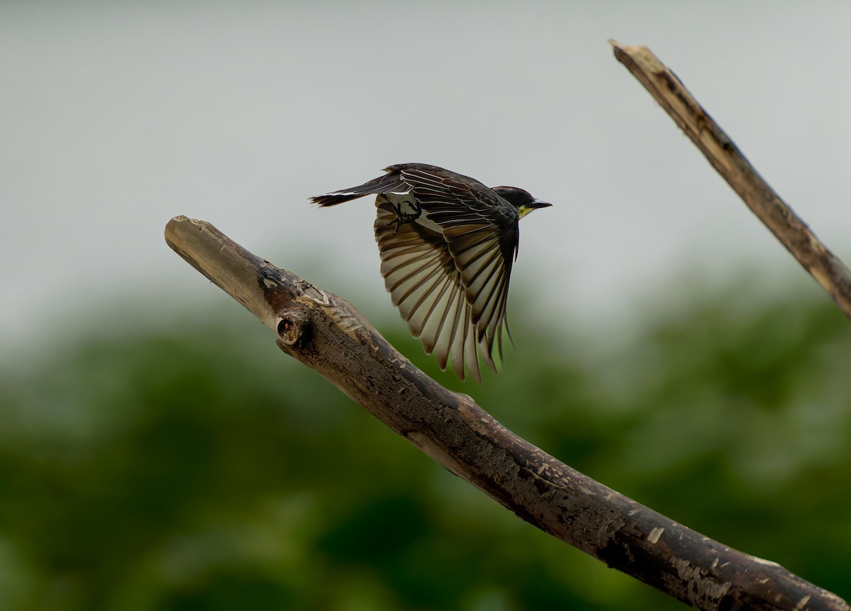 Eastern Kingbird - ML640625979