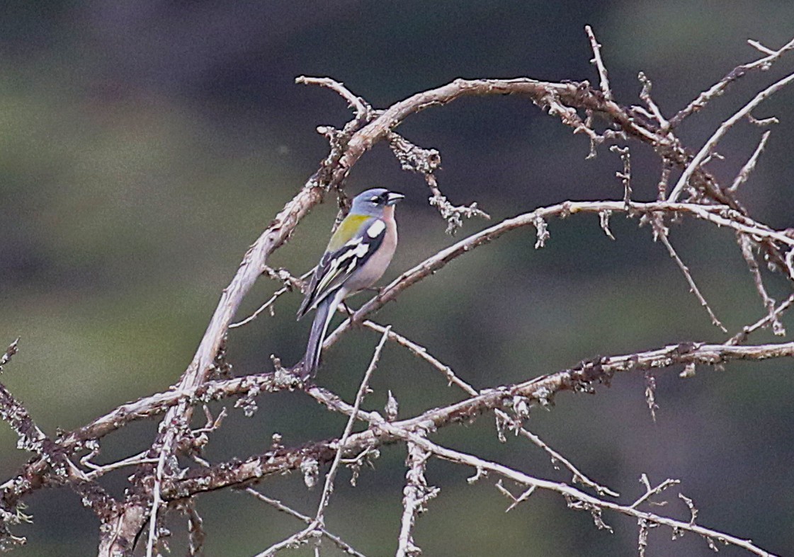 African Chaffinch (African) - ML640625990