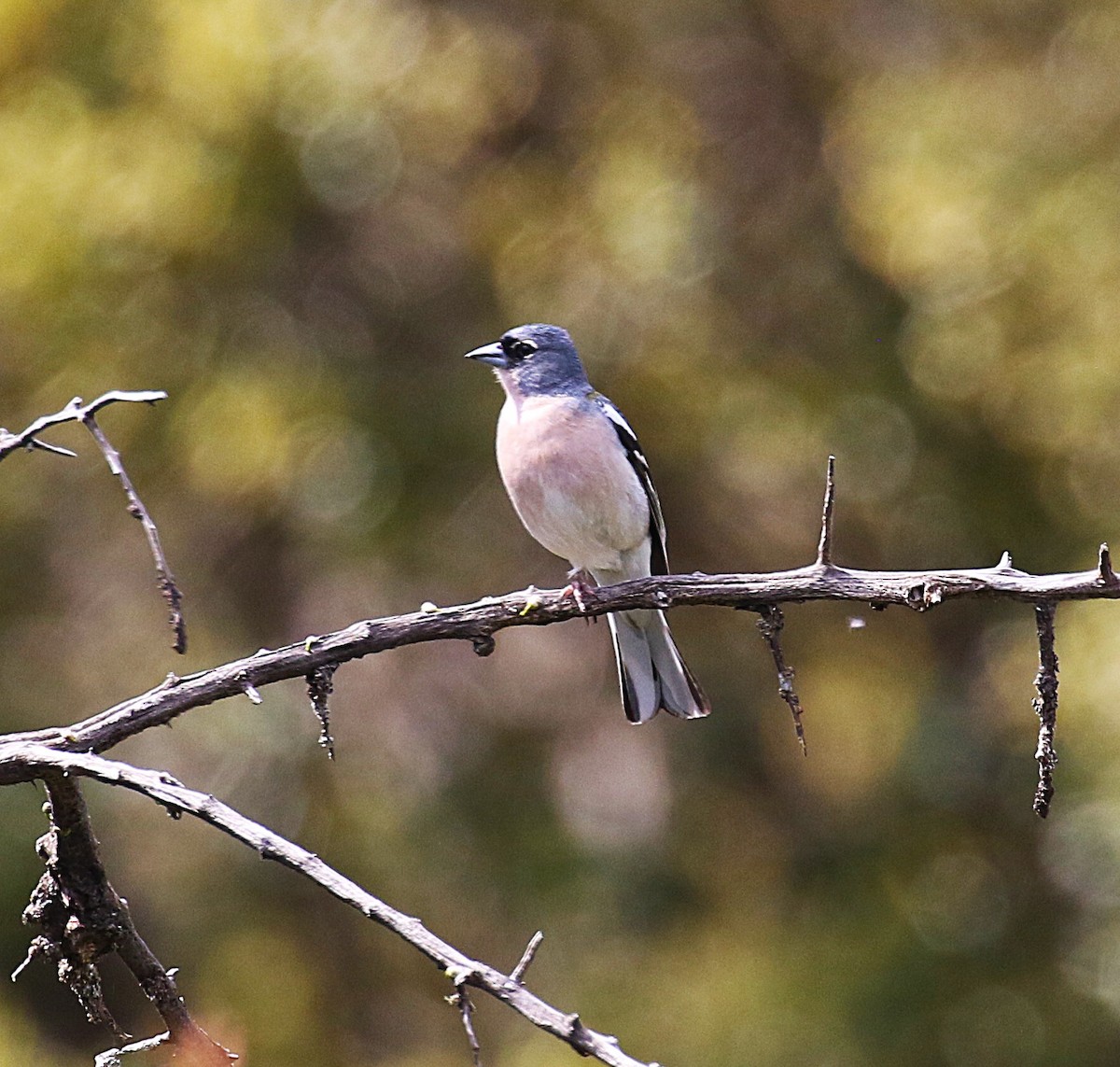 African Chaffinch (African) - ML640625992