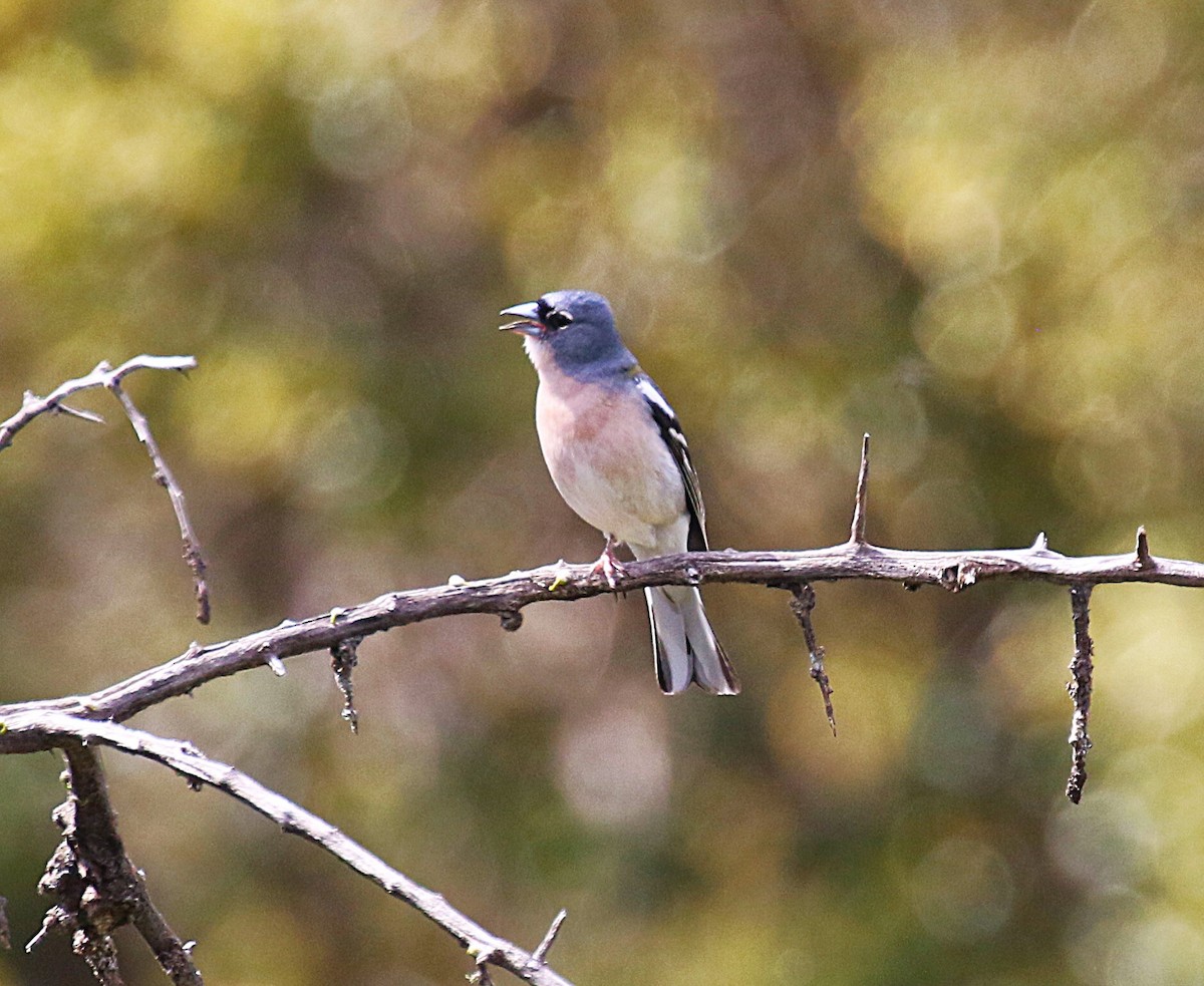 African Chaffinch (African) - ML640625993