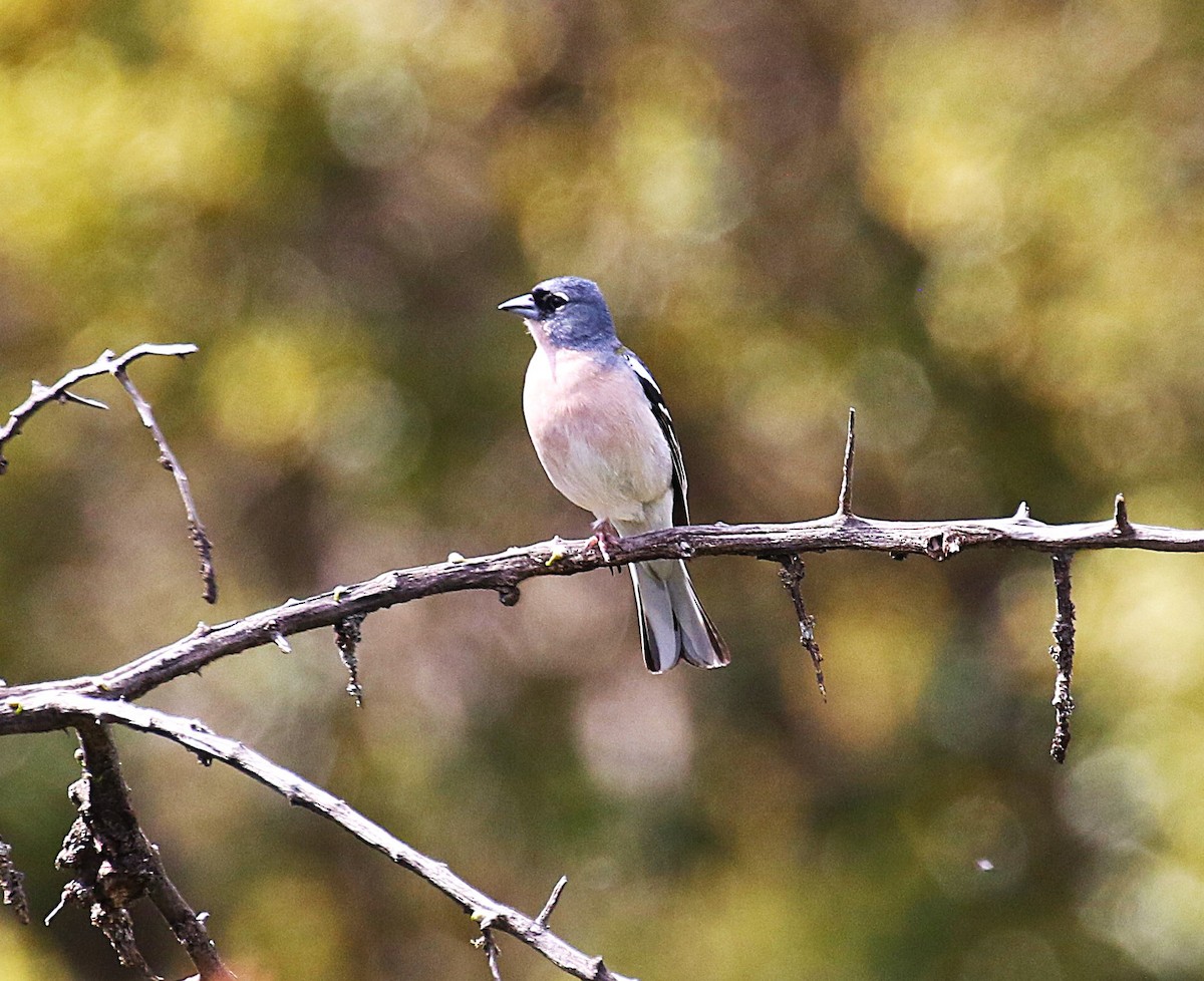 African Chaffinch (African) - ML640625994
