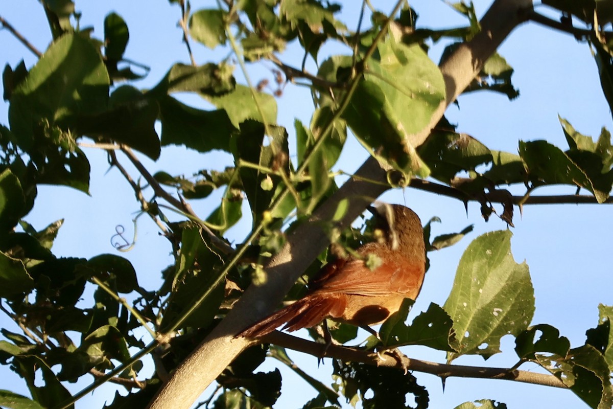 White-lored Spinetail - ML640625999
