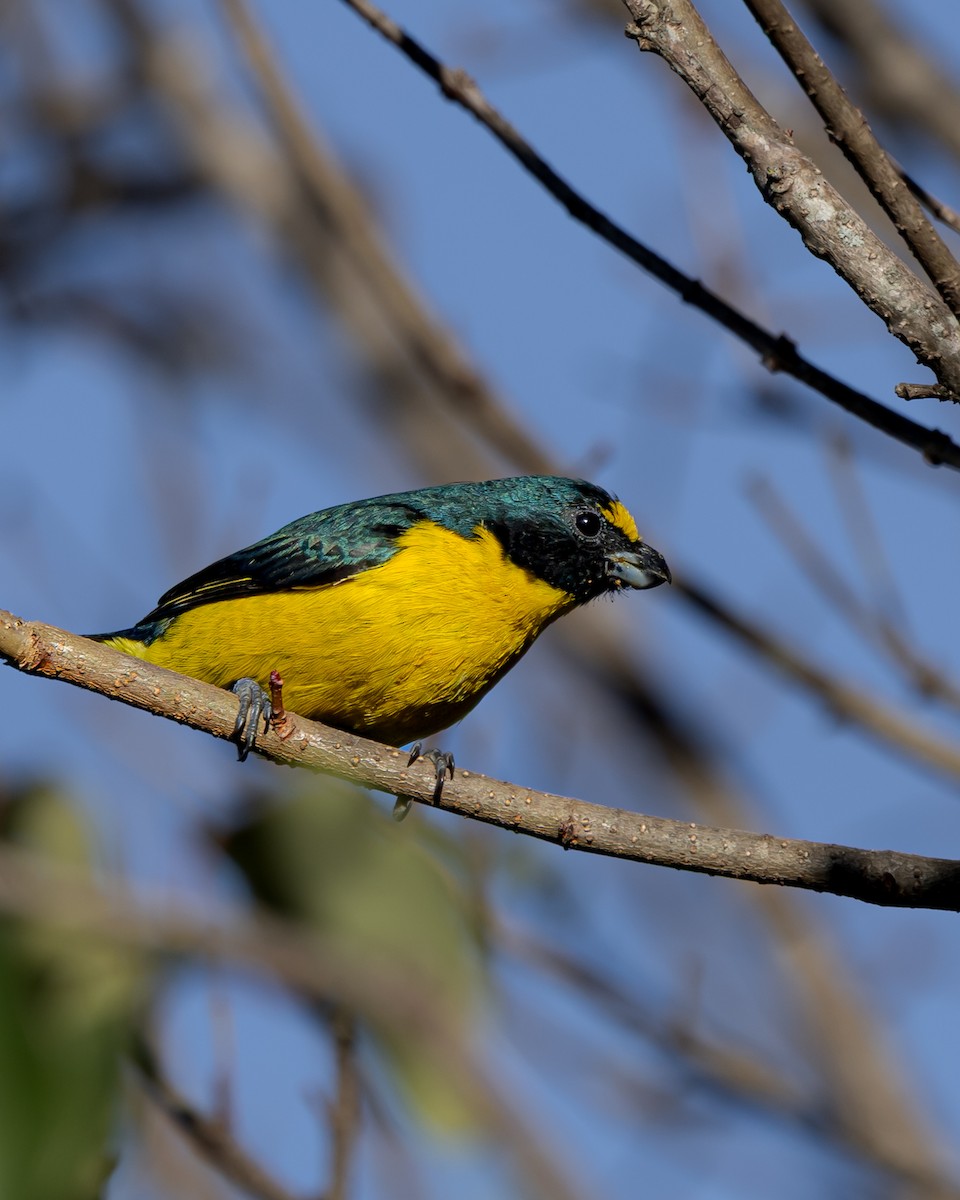 Green-throated Euphonia - ML640626028