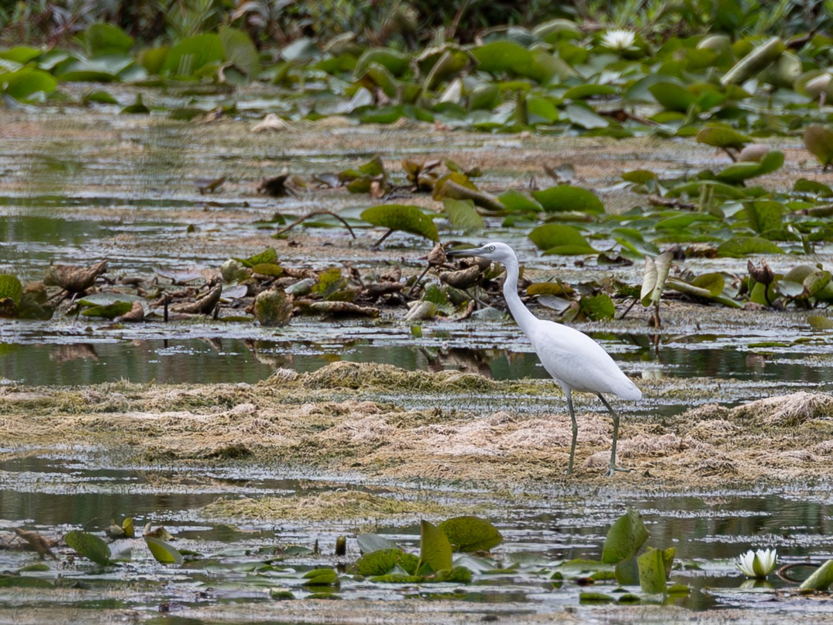Little Blue Heron - ML640626045