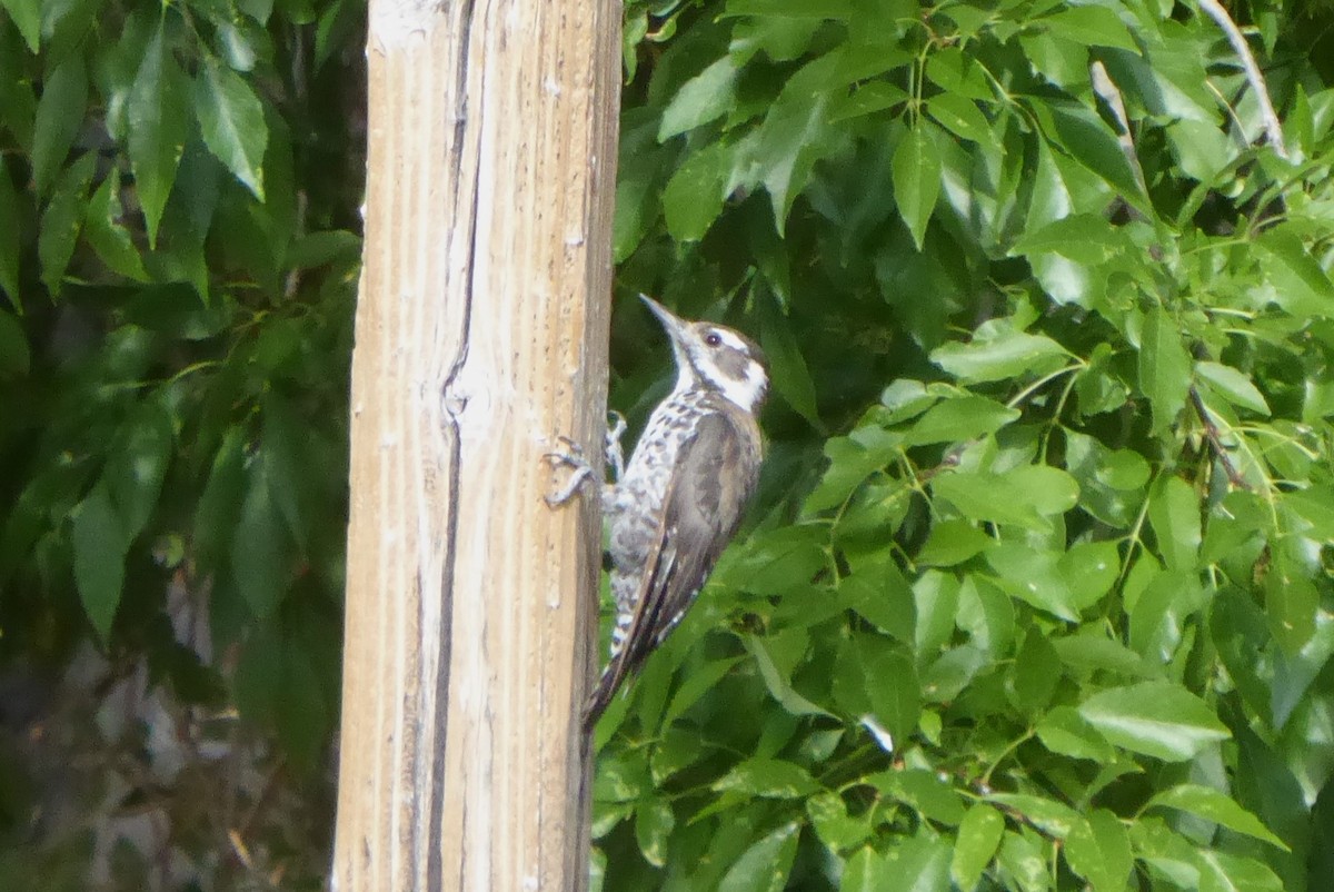 Arizona Woodpecker - ML640626098