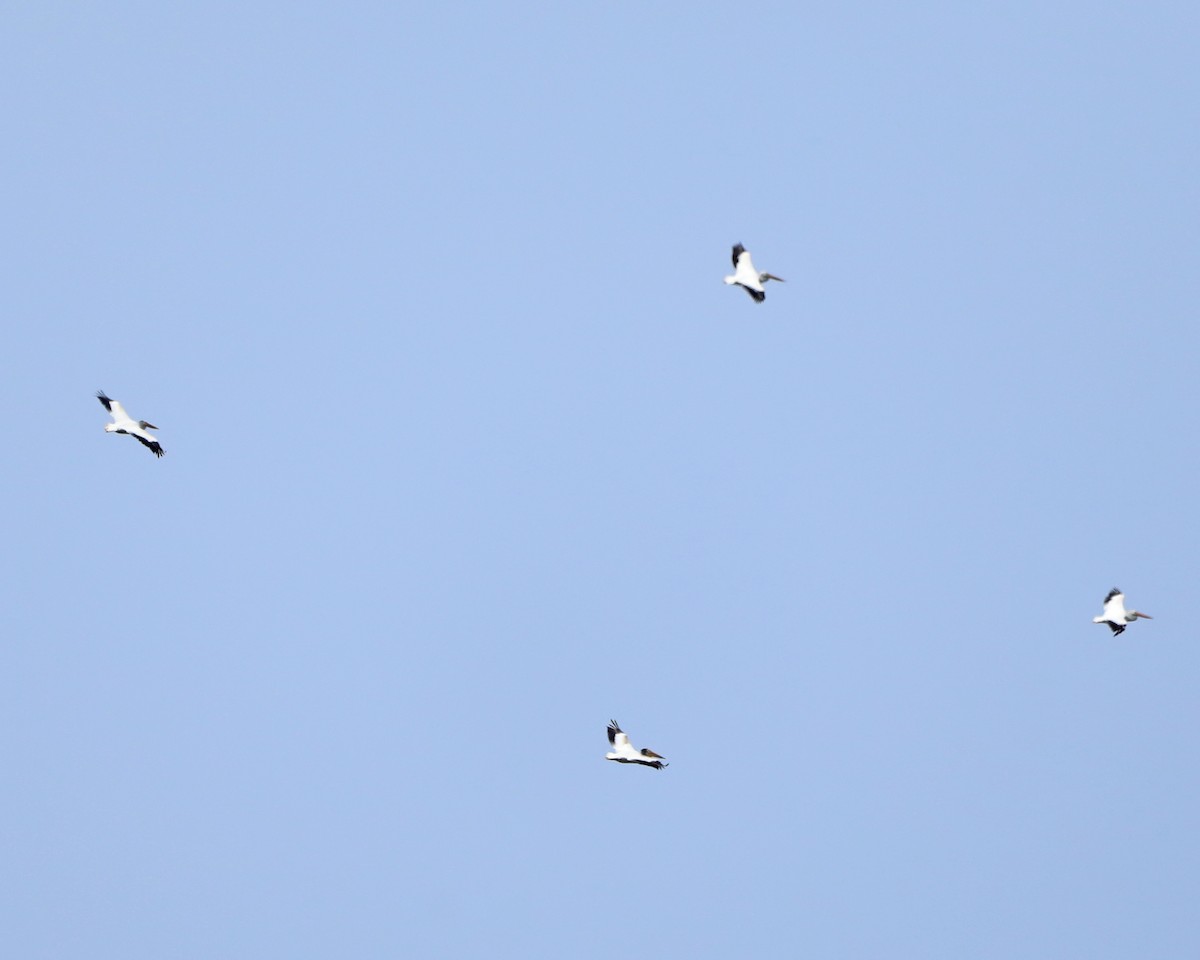 American White Pelican - ML640626100
