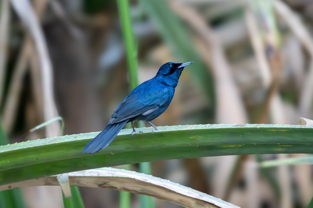 Shining Flycatcher - ML640626102