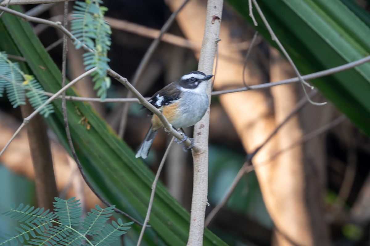 Buff-sided Robin - ML640626106