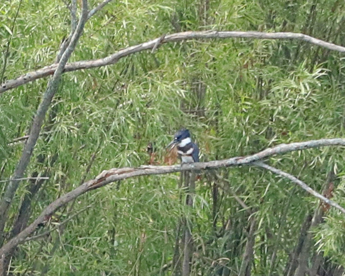 Belted Kingfisher - ML640626107