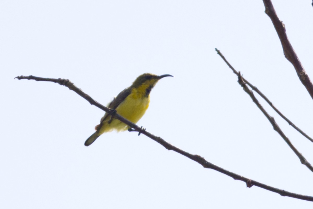Ornate Sunbird (Ornate) - ML640626108