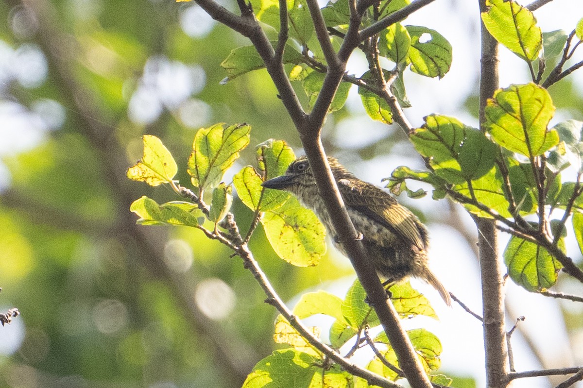Speckled Tinkerbird - ML640626109