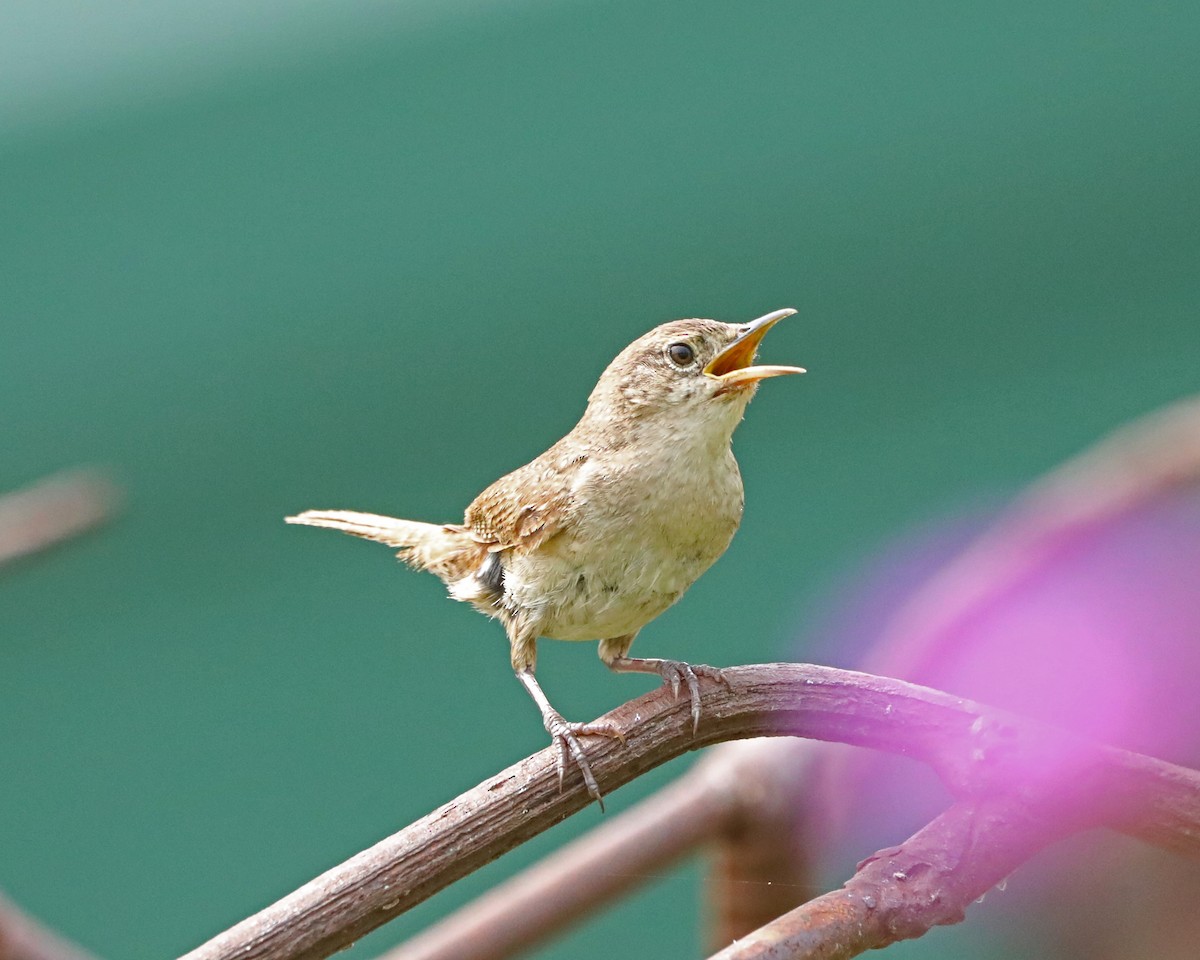 Northern House Wren - ML640626110