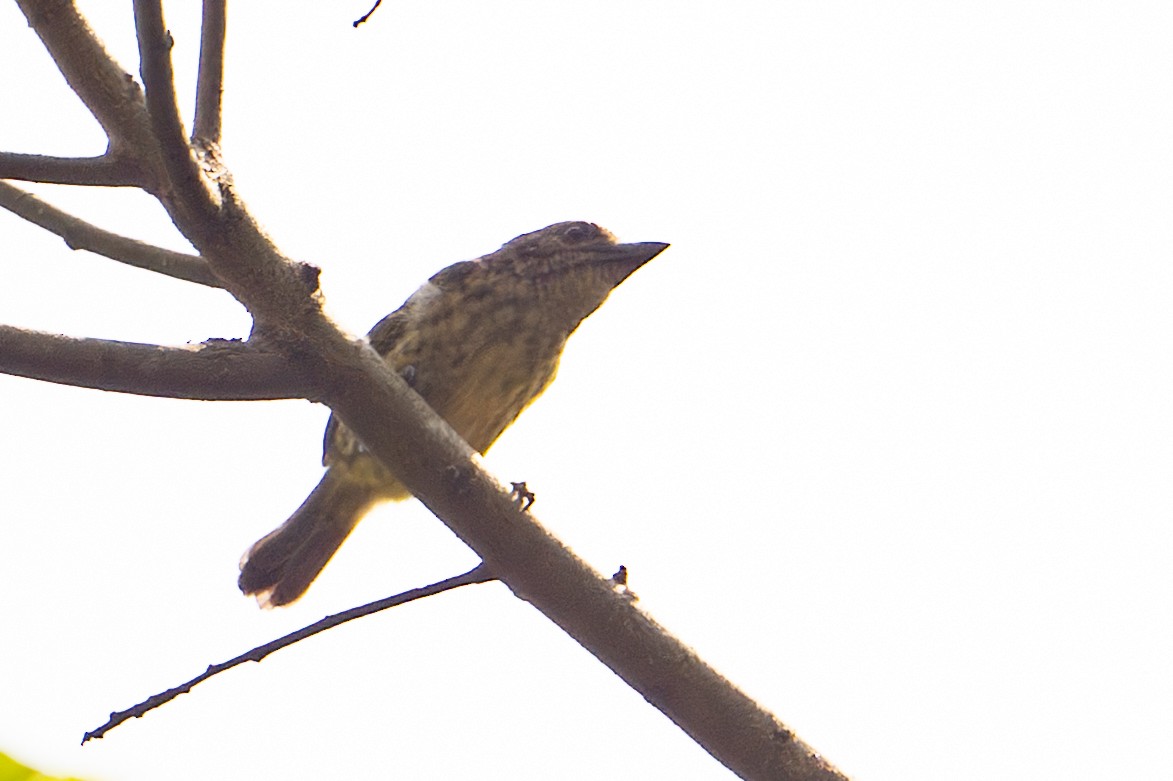 Speckled Tinkerbird - ML640626111