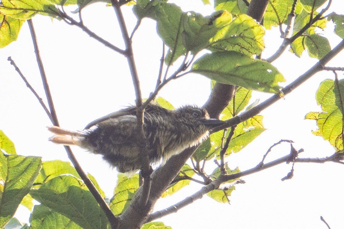 Speckled Tinkerbird - ML640626113