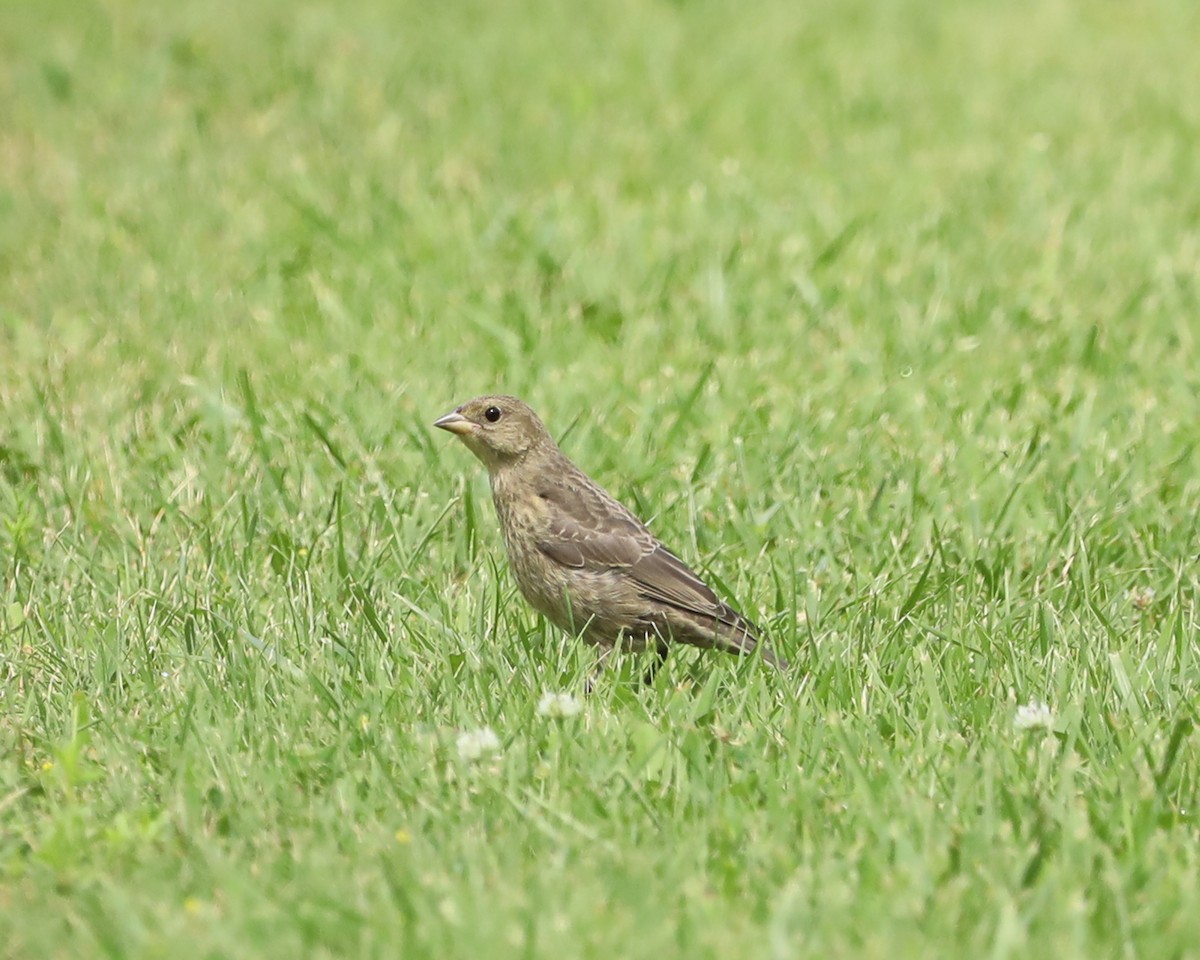 Brown-headed Cowbird - ML640626115