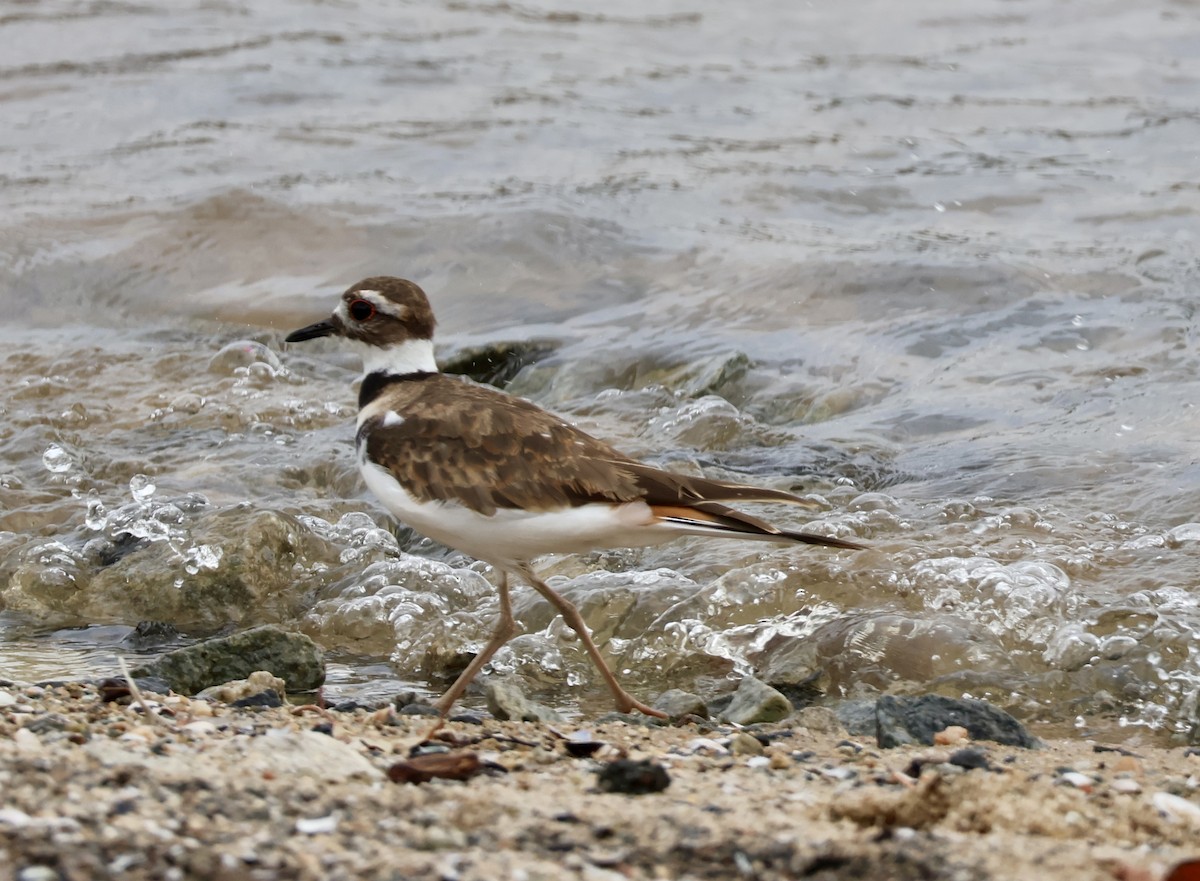 Killdeer - ML640626120
