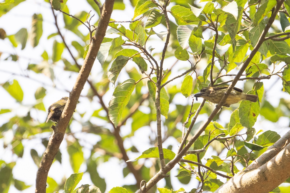 Speckled Tinkerbird - ML640626121
