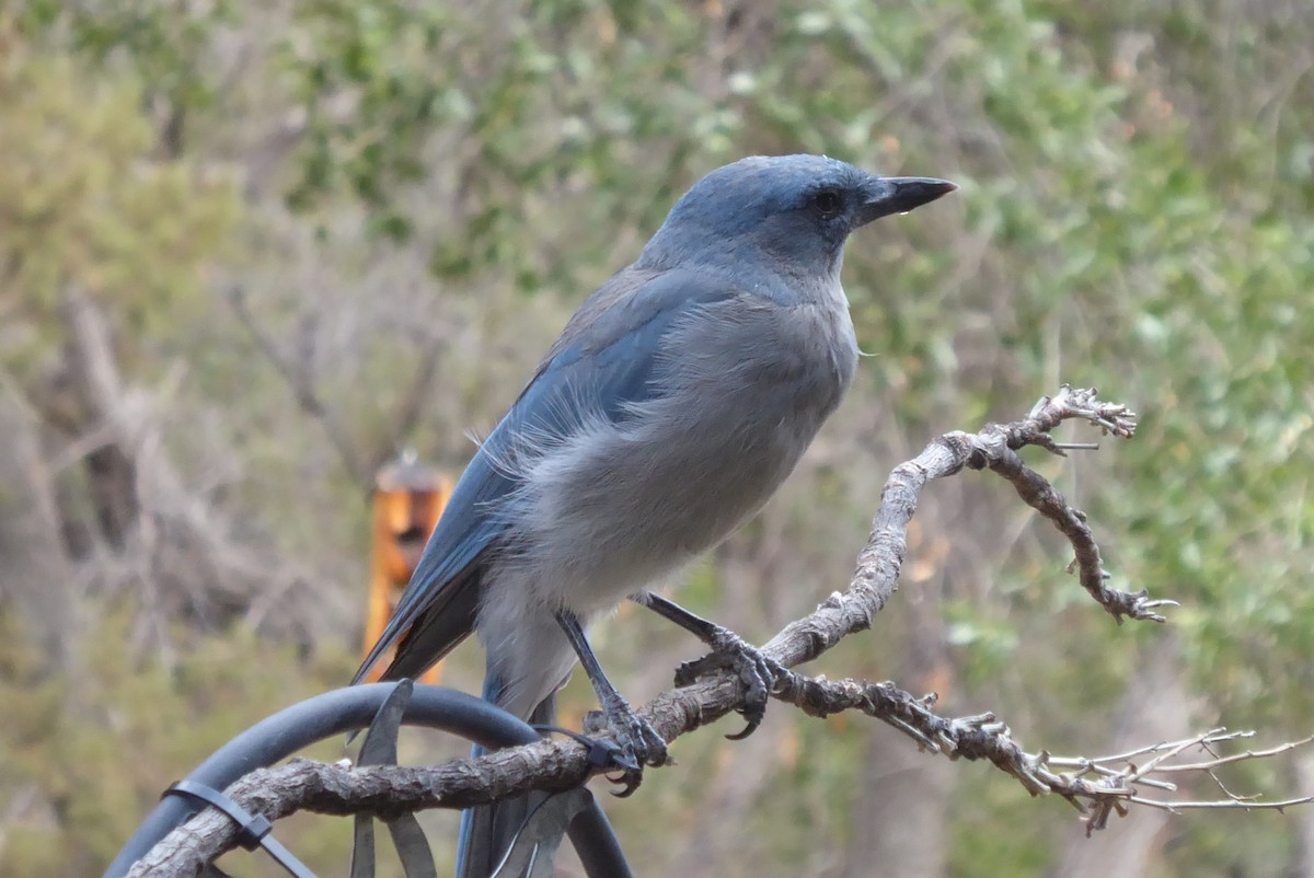 Mexican Jay - ML640626136