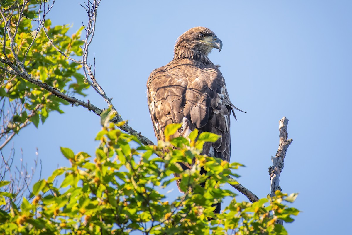 Bald Eagle - ML640626190