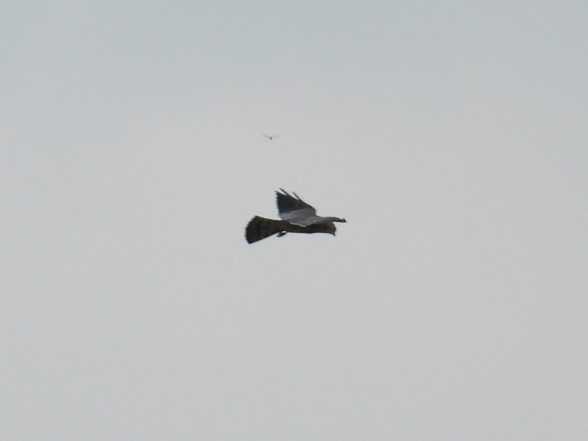 Mississippi Kite - ML640626205