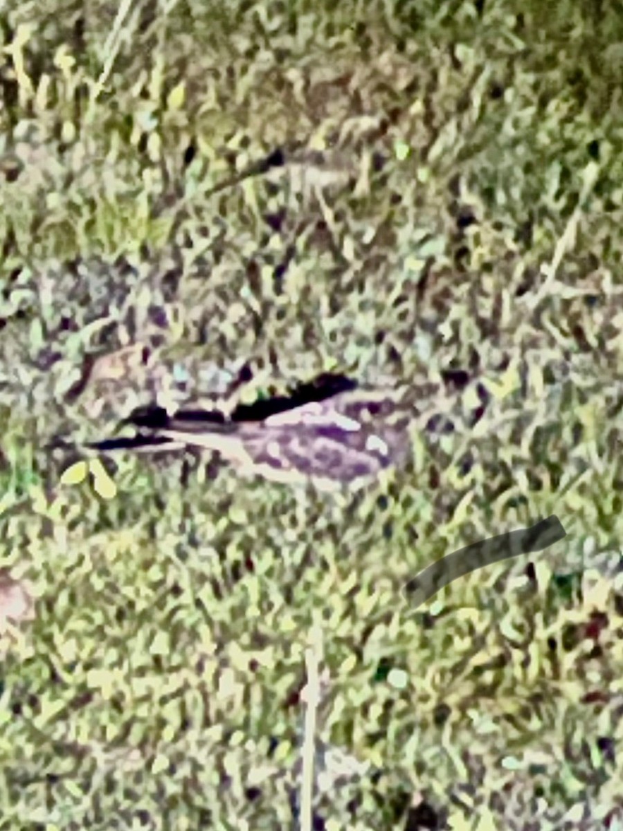 Scissor-tailed Nightjar - ML640626208