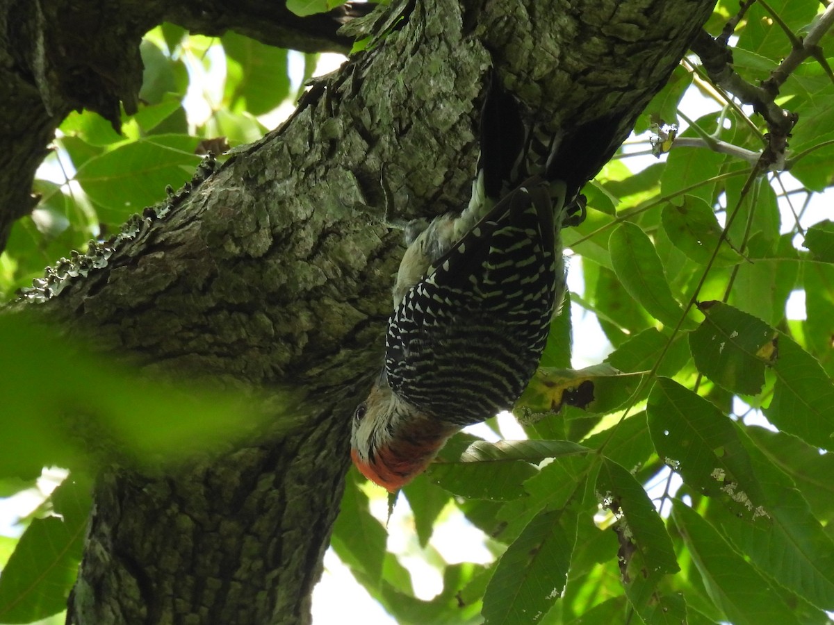 Red-bellied Woodpecker - ML640626211