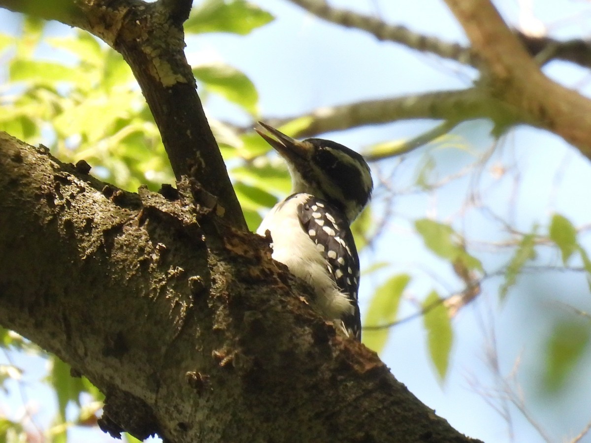 Hairy Woodpecker - ML640626217