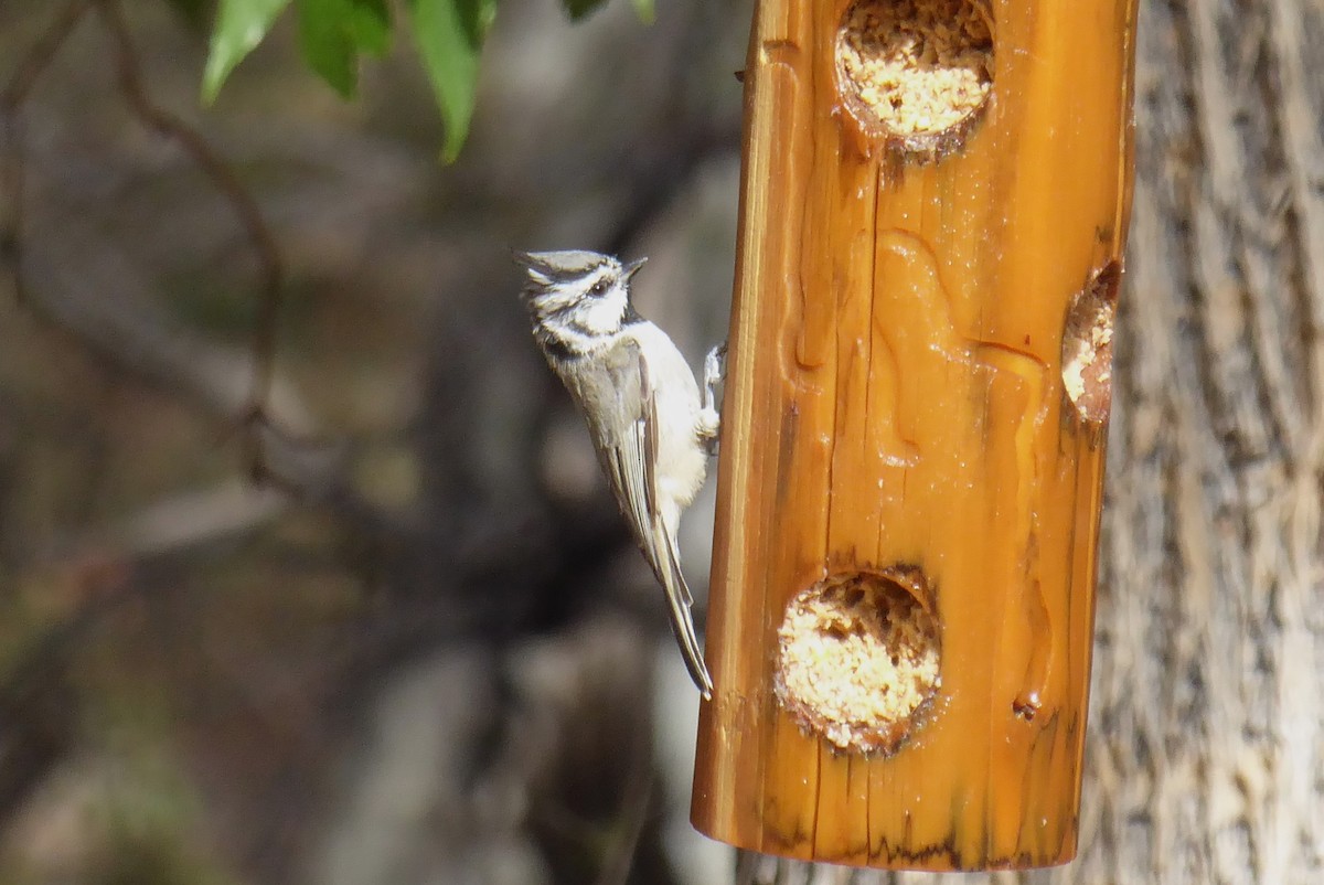 Bridled Titmouse - ML640626247