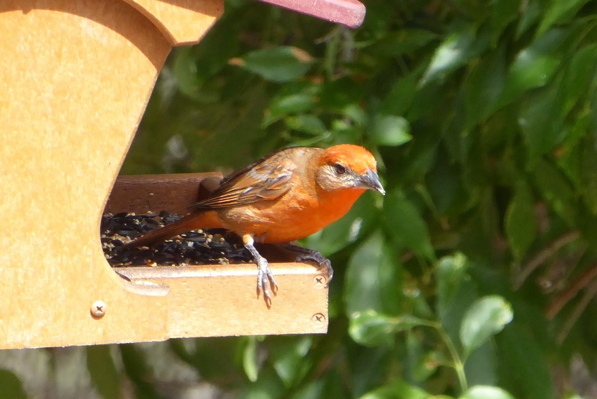 Hepatic Tanager - ML640626291