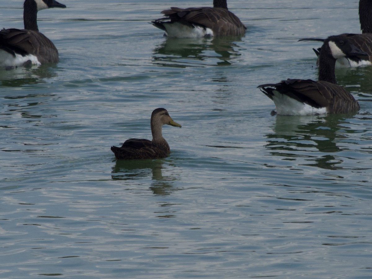Mottled Duck - ML640626295