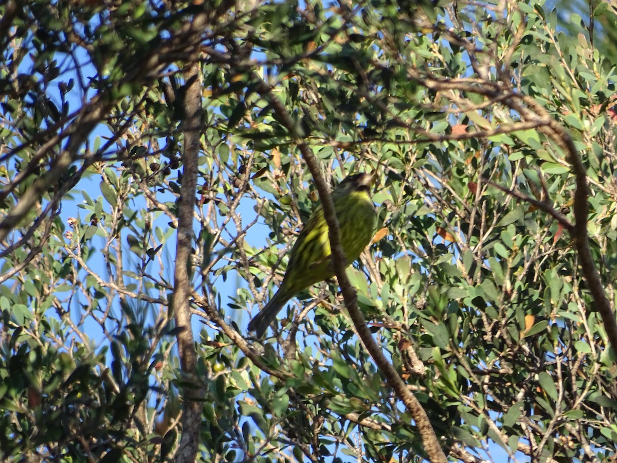 Forest Canary - ML640626309