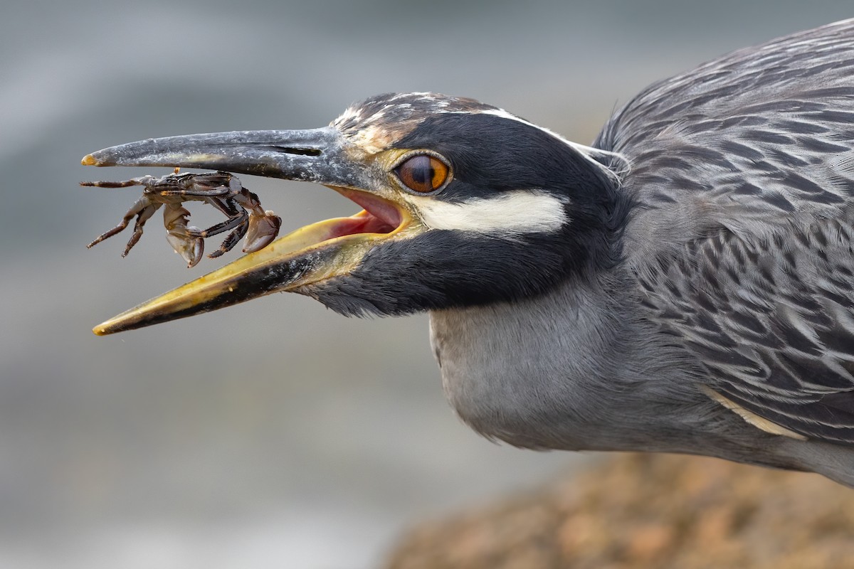 Yellow-crowned Night Heron - ML640626310