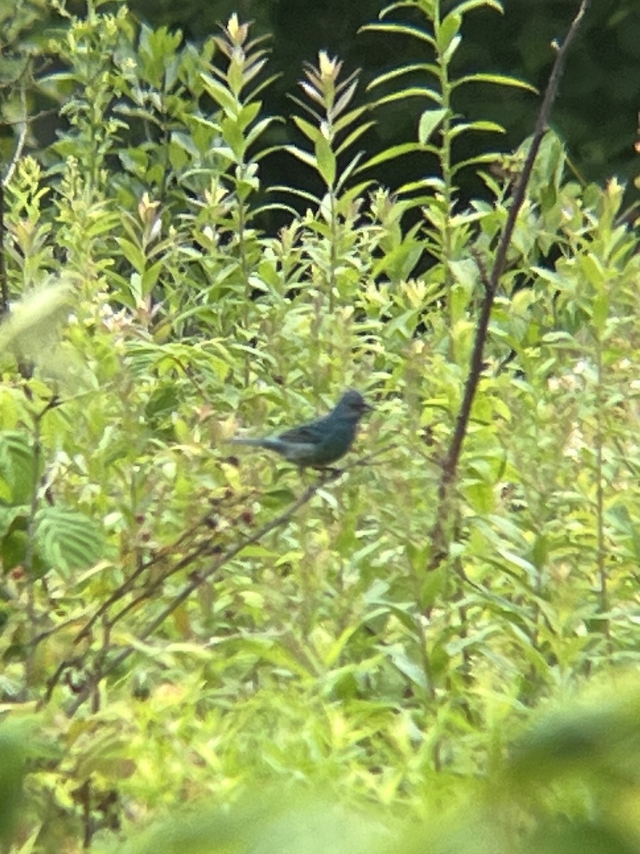 Indigo Bunting - ML640626314