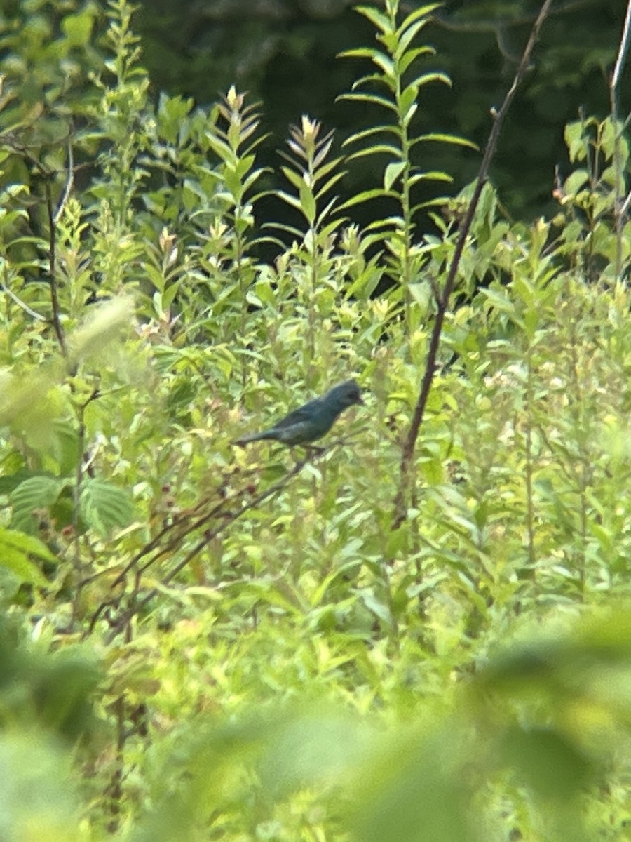 Indigo Bunting - ML640626315