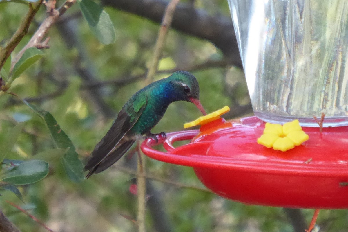 Broad-billed Hummingbird - ML640626368