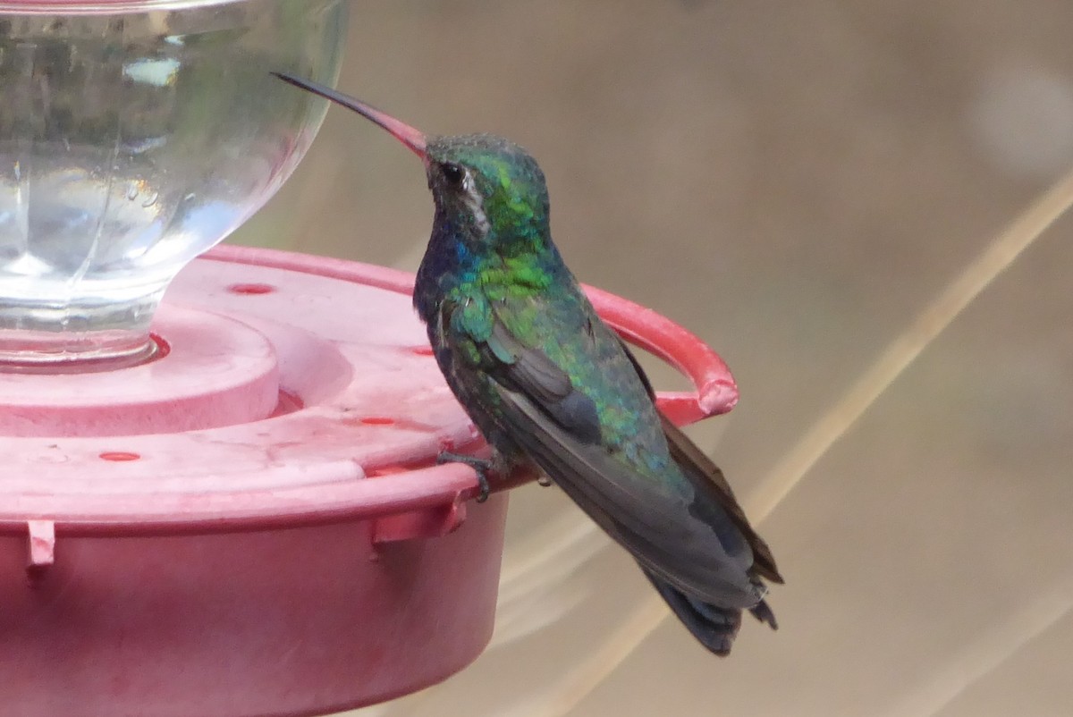 Broad-billed Hummingbird - ML640626370