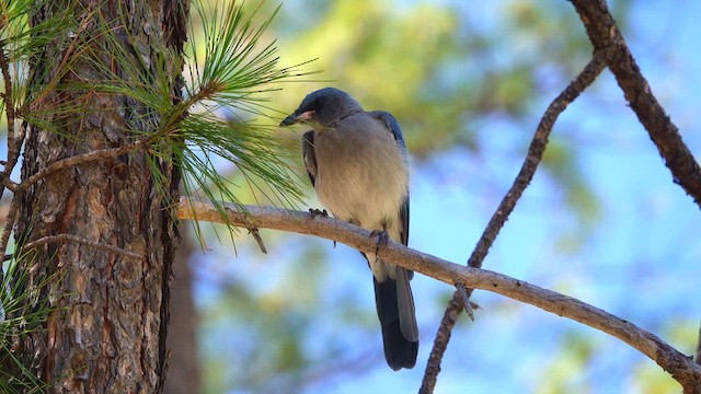 Mexican Jay - ML640626440