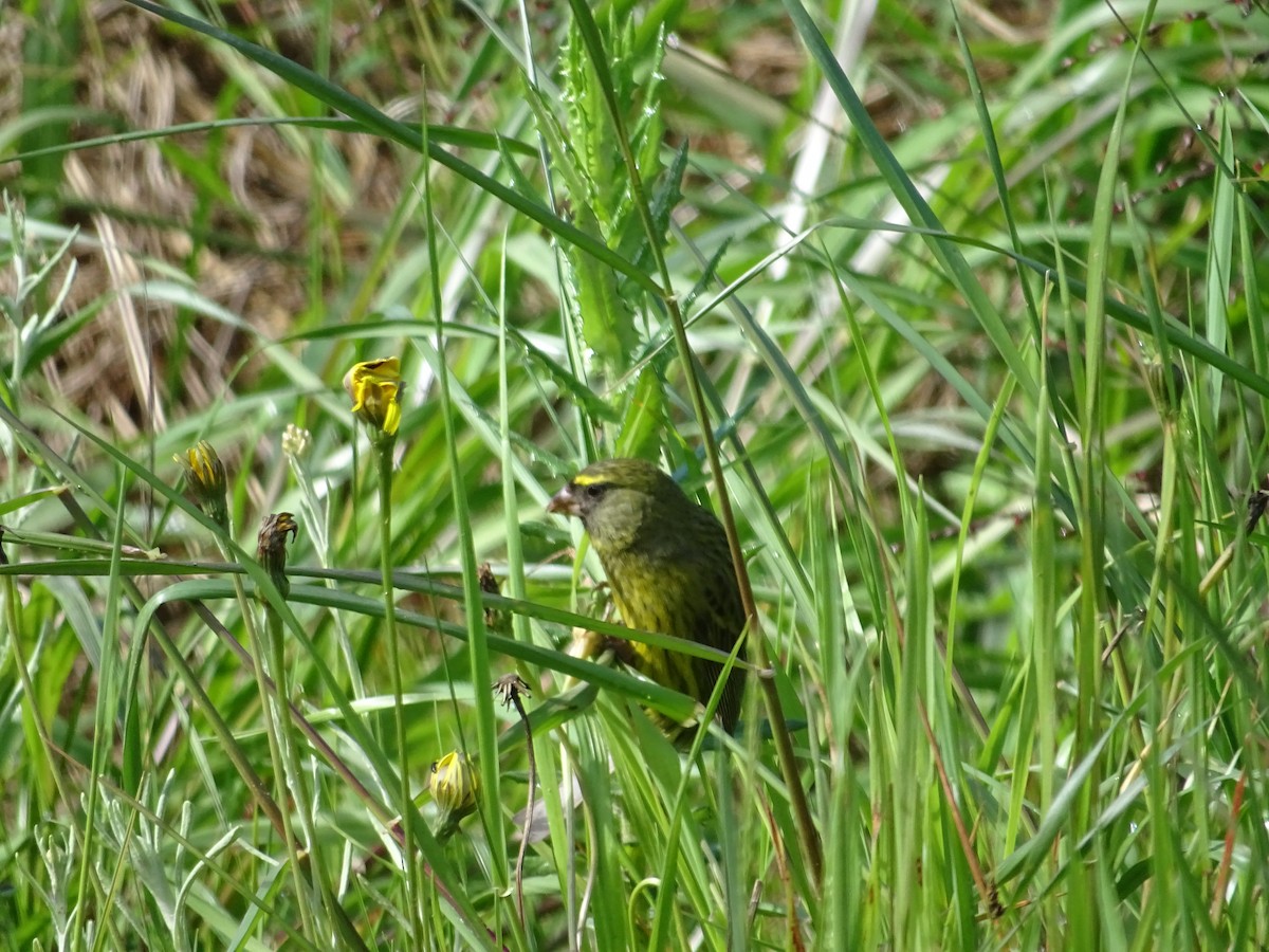 Forest Canary - ML640626454