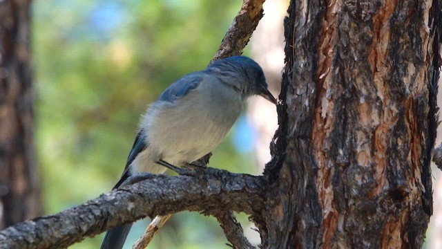 Mexican Jay - ML640626459
