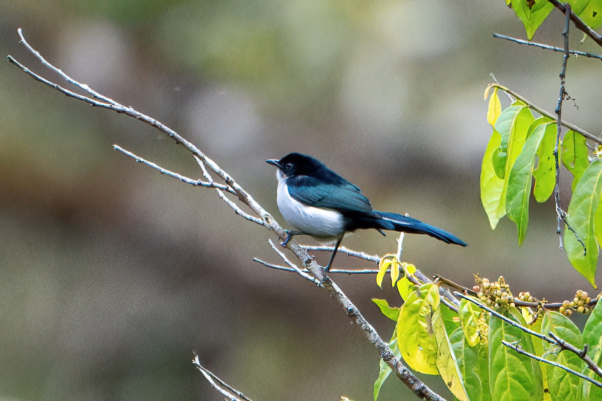 Fan-tailed Berrypecker - ML640626463