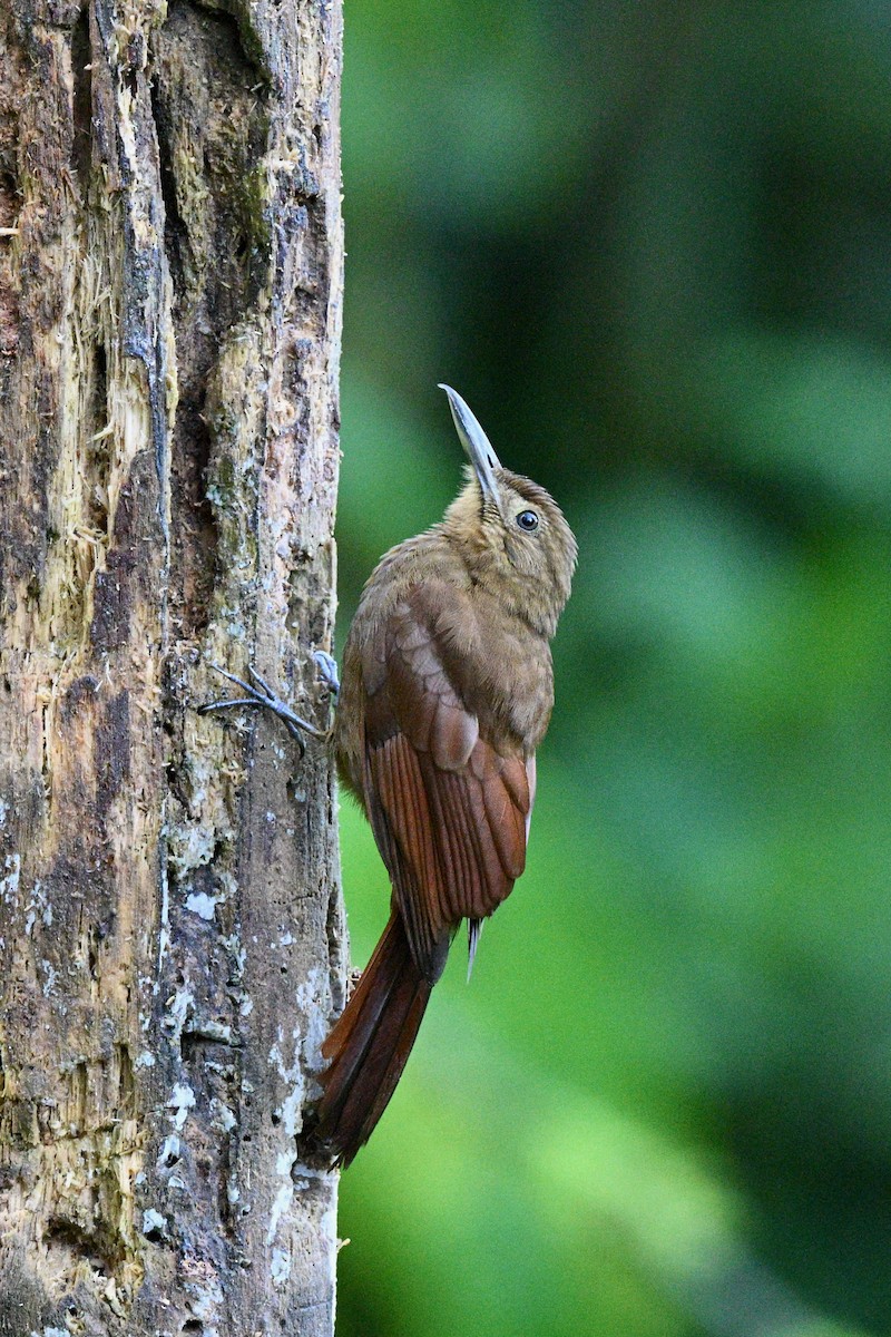 Tyrannine Woodcreeper - ML640626547
