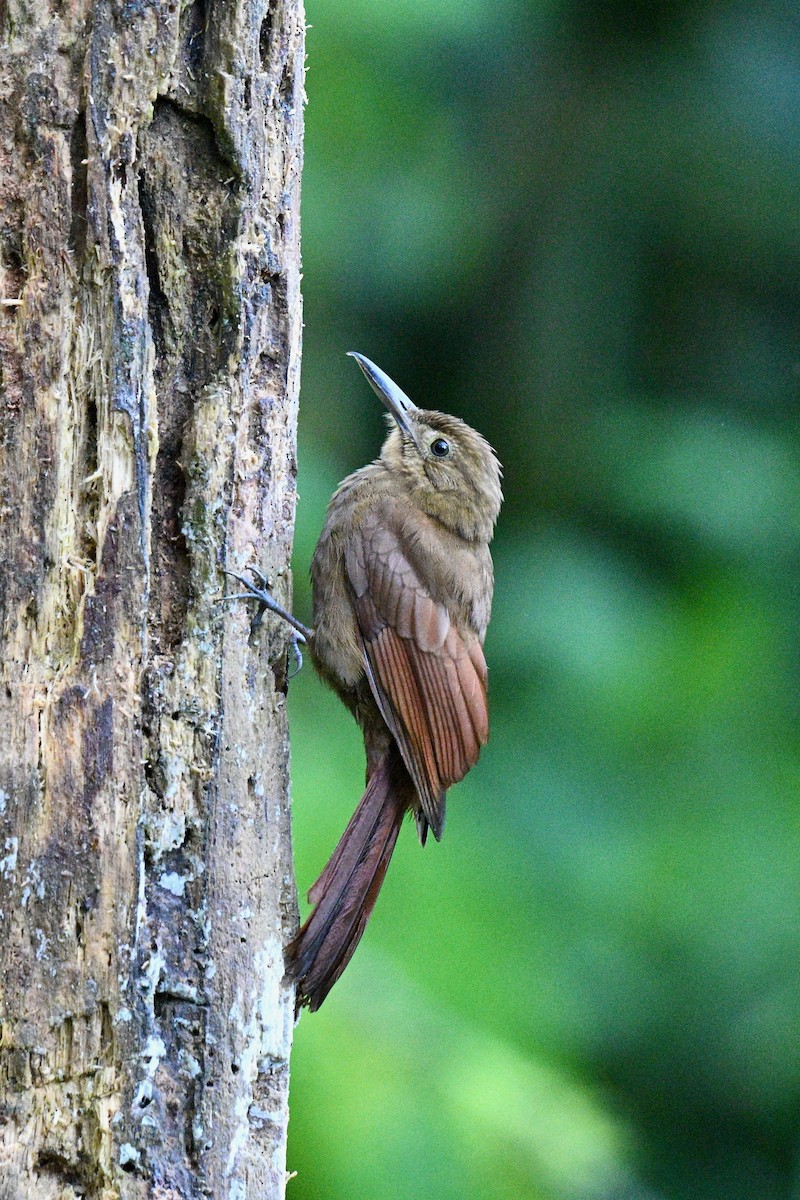 Tyrannine Woodcreeper - ML640626549