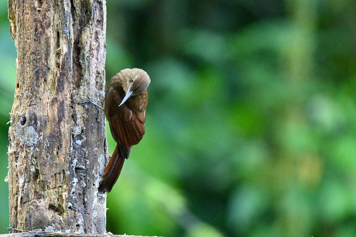 Tyrannine Woodcreeper - ML640626550